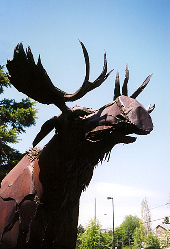 The Northern Bull Moose