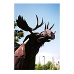  The Northern Bull Moose 